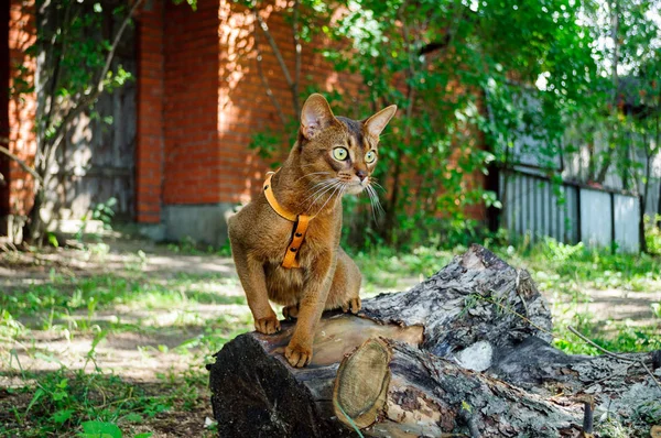 Рудді Абіссинська Кішка Полює Саду — стокове фото