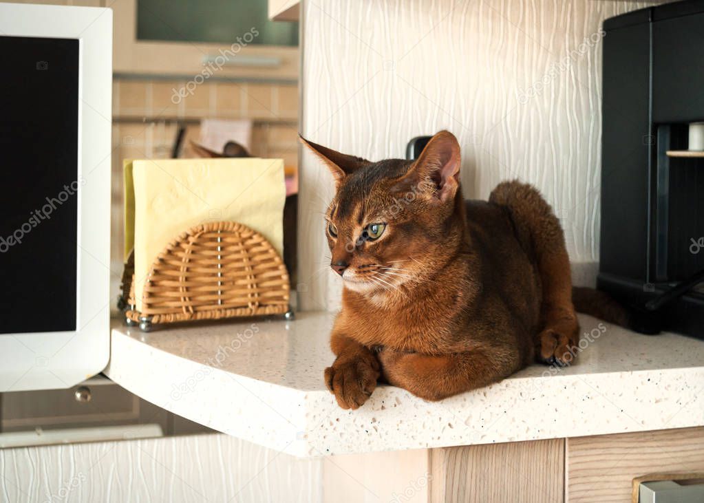 The alm Abyssinian cat lies on the kitchen countertop close up.