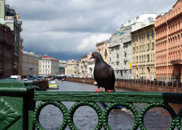 Dove Sitting Fence Bridge Canal Petersburg — Stock Photo, Image