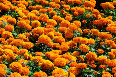 Güzel parlak turuncu çiçekler Marigolds Tagetes Bahçe, arka planda bir sürü.