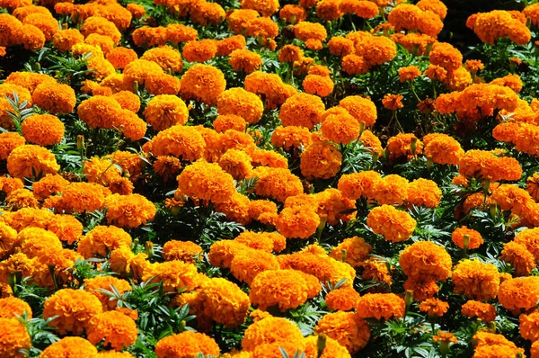 Beaucoup Belles Fleurs Orange Vif Marigolets Tagetes Dans Jardin Fond — Photo