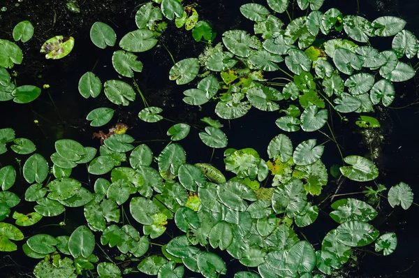 Massor vatten liljor bladen på den mörka vatten ovanifrån. — Stockfoto