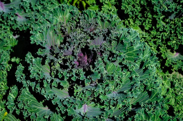 Decorative purple cabbage top view in the garden.