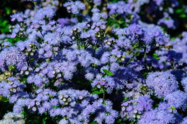 Güzel mavi çiçekler ageratum bahçede.