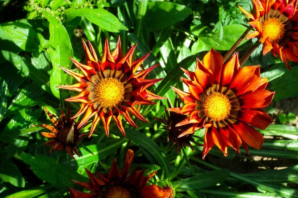 Fényes narancssárga virágok Gazania rigens a kertben. — Stock Fotó