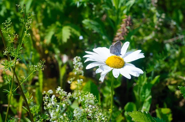 A beautiful little butterfly on a white daisy. — Stock Photo, Image