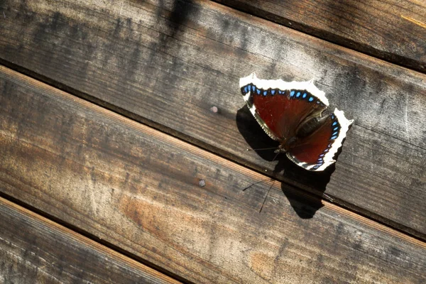 Borboleta Nymphalis Antiopa Sentado Uma Parede Madeira Velha — Fotografia de Stock