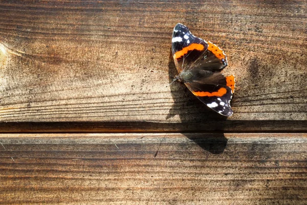 오래 된 나무 벽에 앉아 나비 바네사 아 탈 란 타. — 스톡 사진