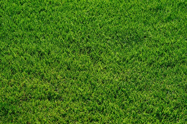 Prato Verde Naturale Erba Sul Campo Sfondo — Foto Stock