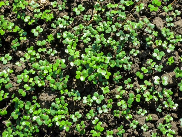 Jovens Brotos Verdes Sinapis Arvensis Vista Superior Fundo — Fotografia de Stock