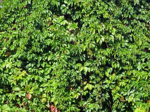 Een Levend Groene Muur Van Wijnstokken Parthenocissus Achtergrond — Stockfoto