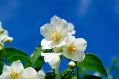 Mavi gökyüzü arka plan üzerinde beyaz Yasemin çiçekleri.