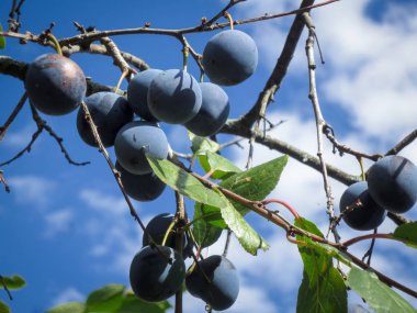 Mavi gökyüzü arka plan üzerinde mor erik meyve.
