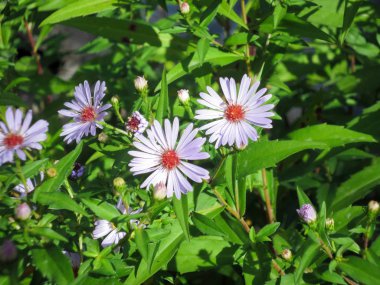 Küçük mavi papatya Felicia Amelloides Bahçe, arka planda.