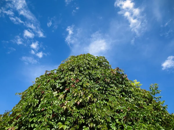 El techo está cubierto de uvas silvestres bajo el cielo azul . —  Fotos de Stock