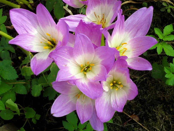 Schöne Lila Krokusblüte Isoliert Auf Weißem Weichem Fokus — Stockfoto