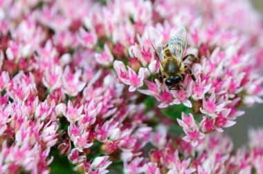 Emme pembe beyaz çiçekler, seçici odak, arka plan arı