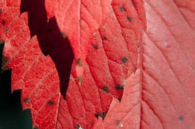 Parlak kırmızı sonbahar Bahçe, makro içinde yabani üzüm yaprakları.