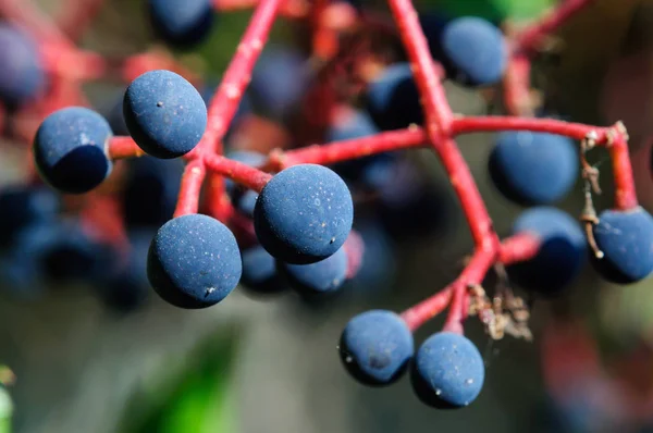 Fruits Raisins Sauvages Dans Jardin Automne Fond Macro — Photo