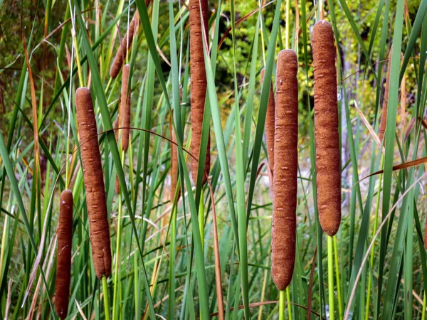 Brown Cob Marsh Grass Cattail River Bank Background — Stock Photo, Image