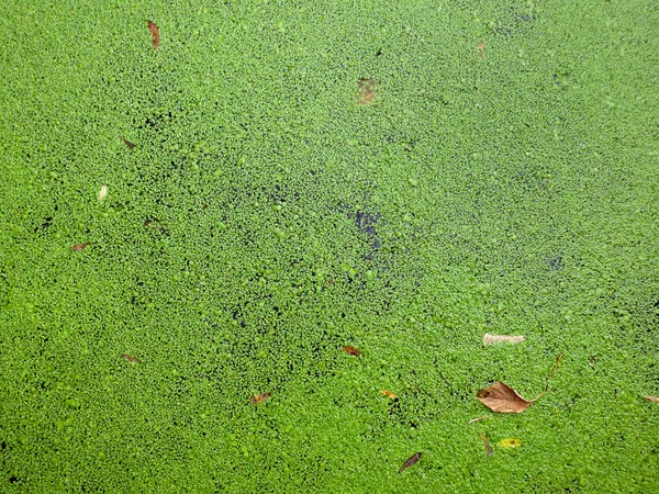 池塘表面的天然绿色浮萍 Tbackground — 图库照片