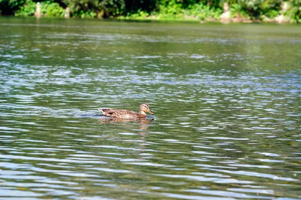 Duck floating on the Ilet river, Republic of Mari El, Russia.