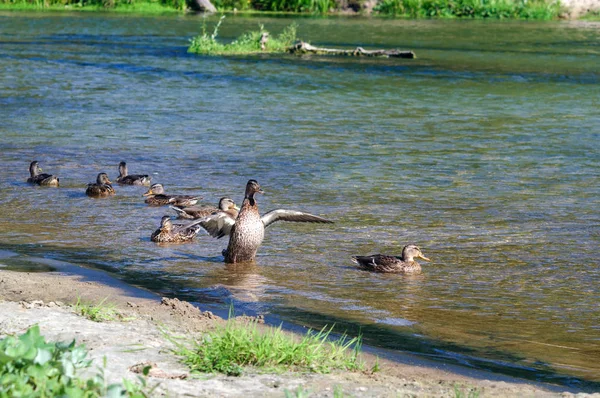 Wild duck swims spreading its wings in the river Ilet.