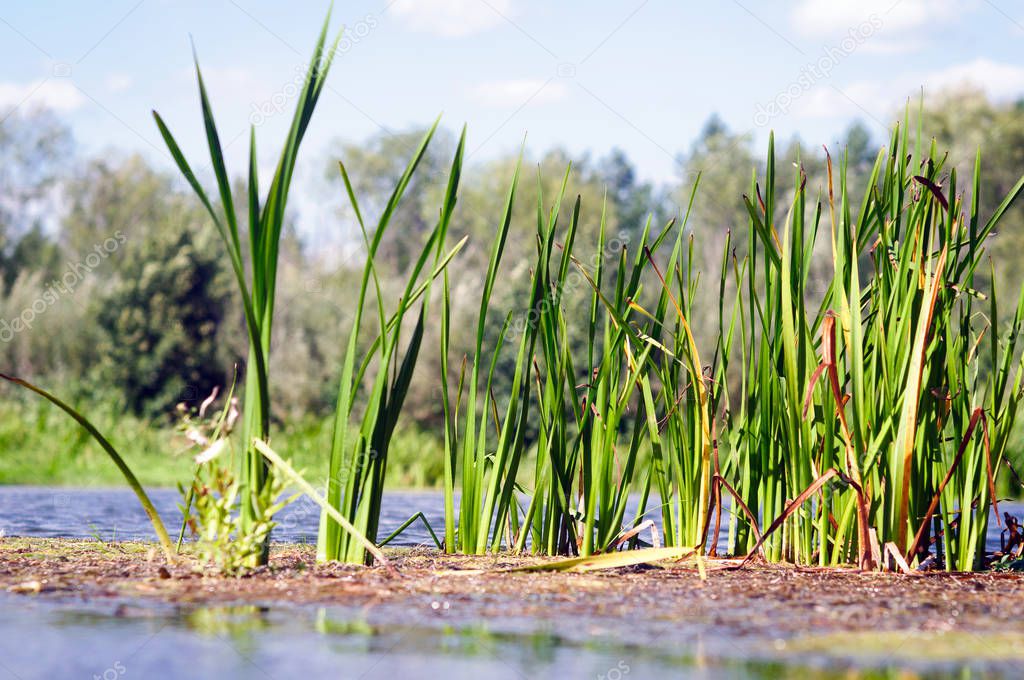An island with grass and sedge on the river Ilet, shallow depth of field.