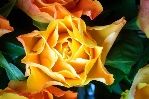 Close up de uma rosa de chá no jardim de outono . — Fotografia de Stock