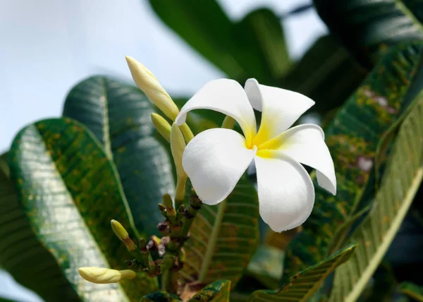 Weiße Blüten plumeria oder frangipani im thailändischen Garten. — Stockfoto