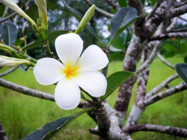 Weiße gelbe Blume plumeria in Thailand Garten. — Stockfoto