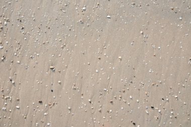 Sandy dibinin çakıl ve düşük gelgit kabukları ile.