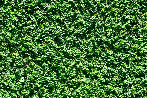 Kleine groene blaadjes op een dikke struik in de tuin. — Stockfoto