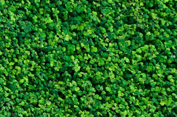 Hierba del bosque con pequeñas hojas verdes redondeadas . — Foto de Stock