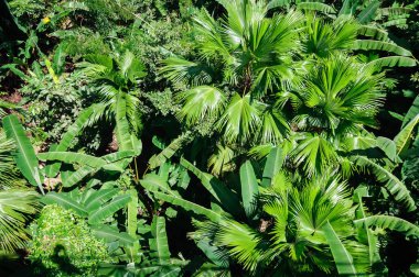 Palmiye ağaçları, arka plan yeşil çalılıkları üstten görünüm.