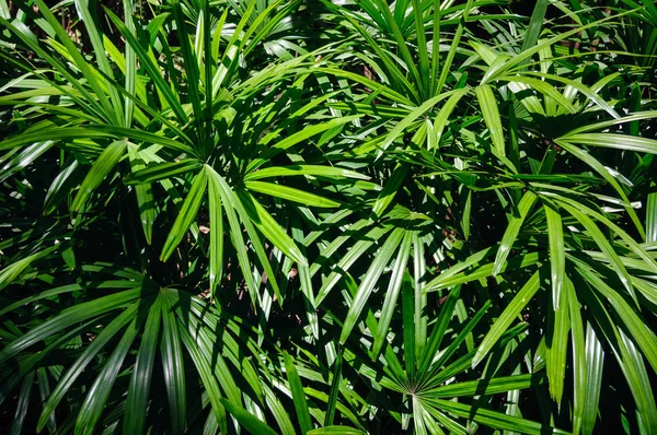 Folhas Palma Verde Fundo — Fotografia de Stock