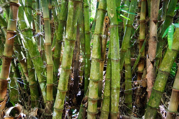 Potentes troncos de bambú . — Foto de Stock
