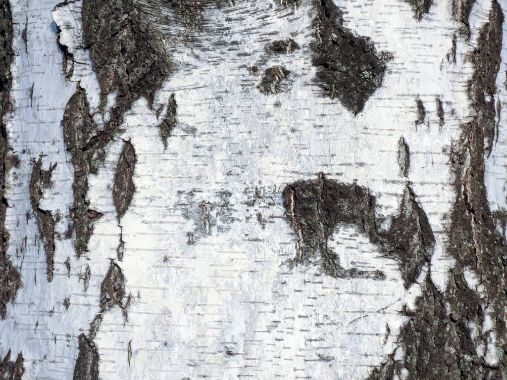 The natural texture of birch bark birch with black stripes.