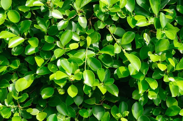 Close up van dikke groene gebladerte gelijkmatig bijgesneden struik. — Stockfoto