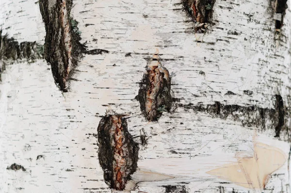 The texture of the bark on the birch trunk. — 图库照片