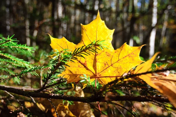 Hoja Arce Amarillo Brillante Una Rama Abeto Bosque Otoño —  Fotos de Stock