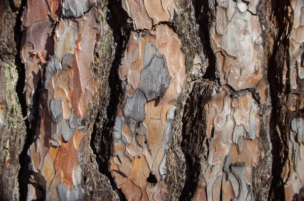 De structuur van het oppervlak van de natuurlijke schors van naaldbomen, pagina — Stockfoto