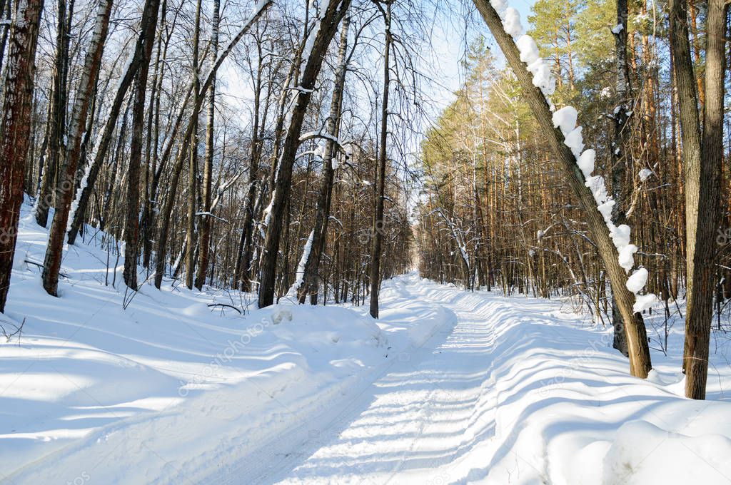 Snow covered road through the winter Sunny forest.