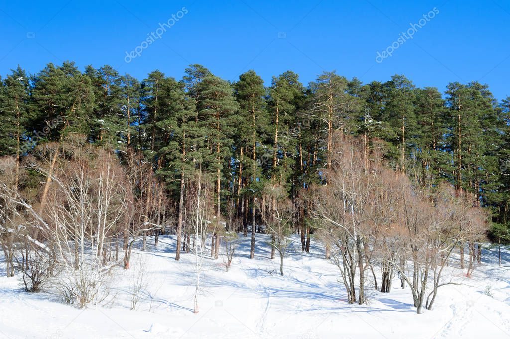 Pine forest and birches on a snowy slope.