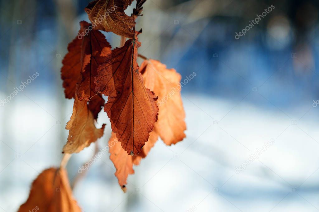 Dry leaves in the sunlight against the snow.