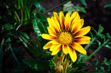 Parlak sarı Gazania rigens çiçek yaz bahçesinde.