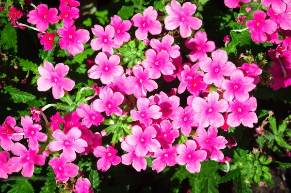 Molti fiori rosa rosa di pervinca nel giardino estivo . — Foto Stock