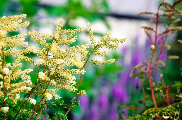 Strauch blüht mit kleinen weißen Blüten im Garten. — Stockfoto