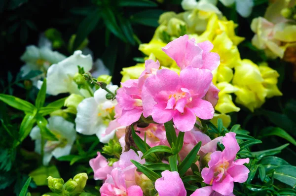Belles fleurs rose pâle dans le jardin d'été . — Photo