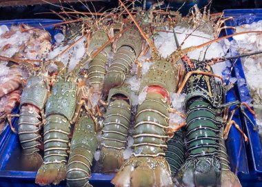 Mağazalarda buz büyük ıstakoz.